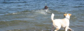 zach the dog at magnuson dog park