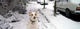 zach the dog in the snow