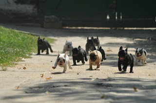 french bulldogs running